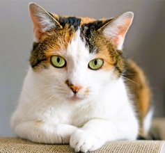 Rüyada Kedi Görmek Anlamı ve Yorumu